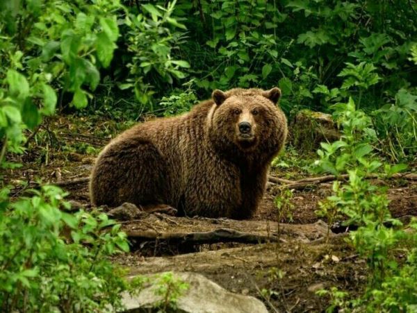 В Петропавловске обезвредили разгуливающего по городу мишкуМедведь прошелся по городу и чуть было не забрел в торговый центр, его участь, увы, была предрешена.