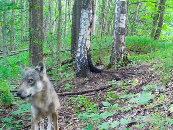 Лесные звери продефилировали перед фотоловушкойЗаповедные встречи случаются благодаря фотоловушкам, установленным в удачных местах.