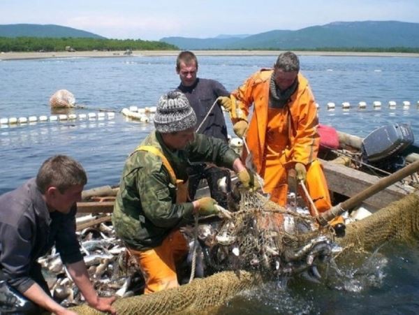 Приморские горбуша и сима остаются на внутреннем рынкеПриморским территориальным управлением Росрыболовства проведен анализ экспорта рыбной продукции, добываемой рыбопромышленными предприятиями края. По данным пресс-службы теруправления ни одна партия красной рыбы, это горбуша и сима, выловленной в Приморье в ходе лососевой путины этого года, не отправлена на экспорт.