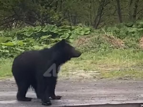 На Сахалине пришлось отстреливать молодого медведяОпасный визитер появился на территории местного предприятия ЖКХ.